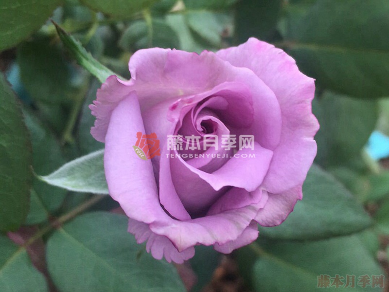 喝彩月季 喝彩月季