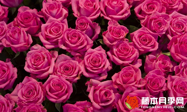 可爱粉色/吉普赛色彩节月季 可爱粉色/吉普赛色彩节月季
