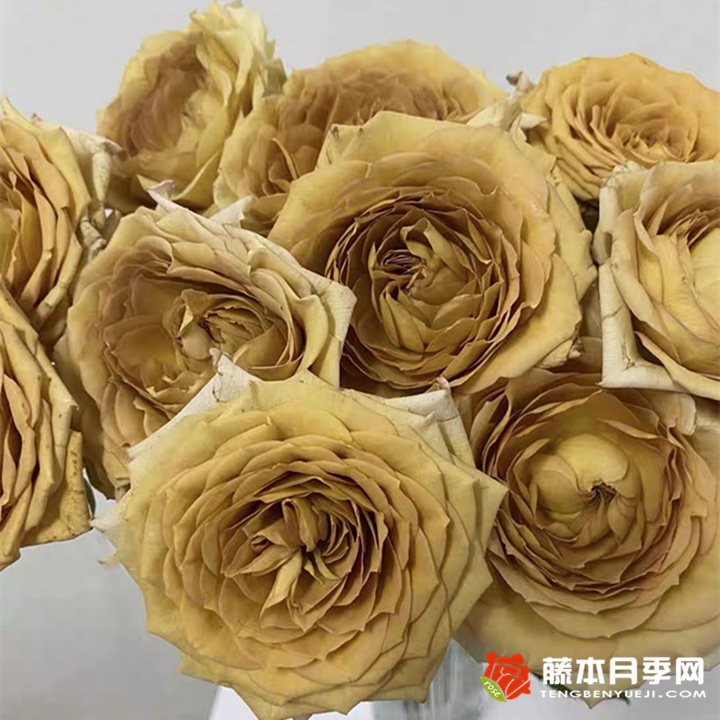 剧透/破坏王/捣蛋鬼 剧透/破坏王/捣蛋鬼