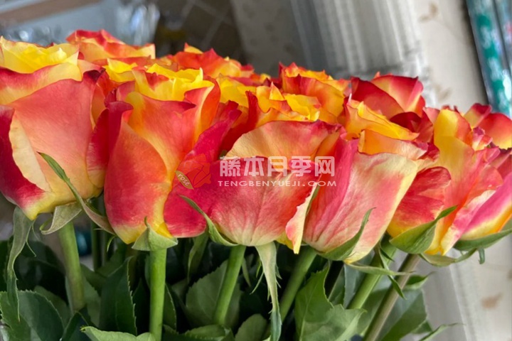 快讯月季 快讯月季
