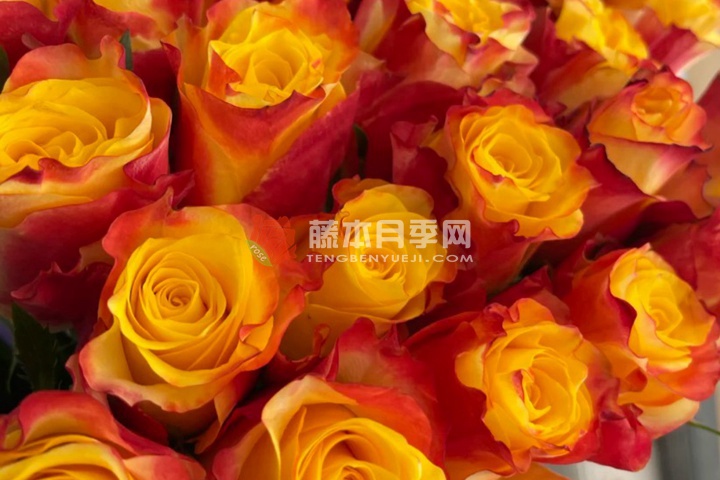快讯月季 快讯月季