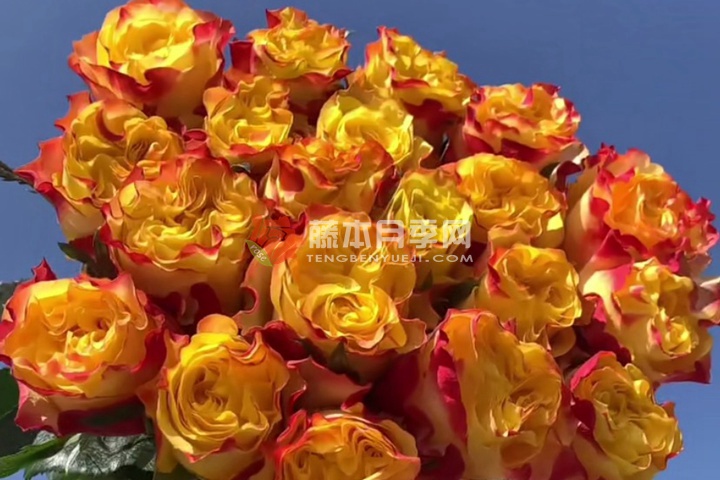 快讯月季 快讯月季