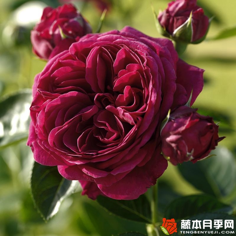 玛丽叶塔Marietta 玛丽叶塔Marietta