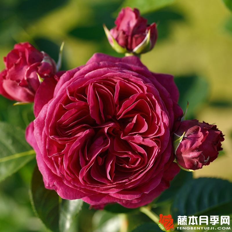 玛丽叶塔Marietta 玛丽叶塔Marietta