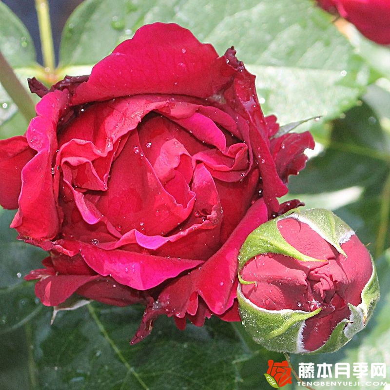 玛丽叶塔Marietta 玛丽叶塔Marietta