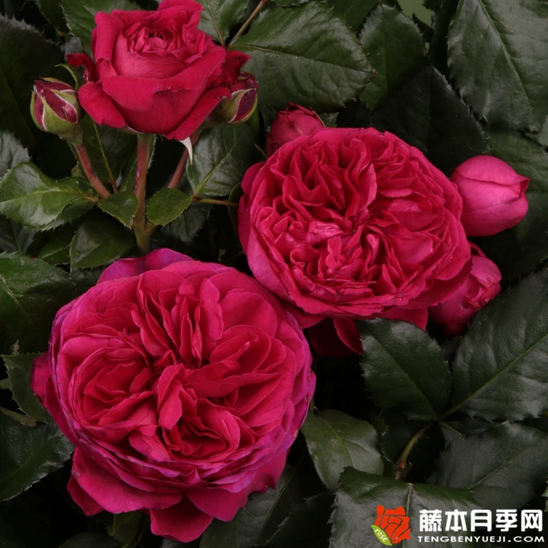 玛丽叶塔Marietta 玛丽叶塔Marietta