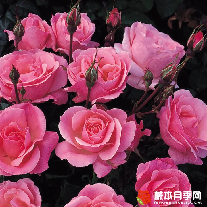 伊丽莎白女王 伊丽莎白女王