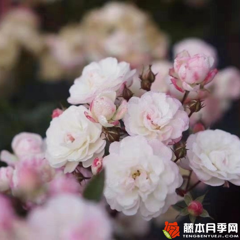雪莹月季 雪莹月季