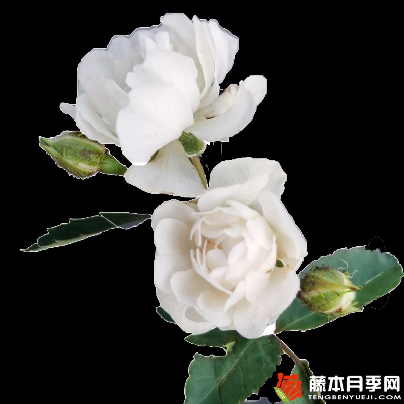 雪莹月季 雪莹月季
