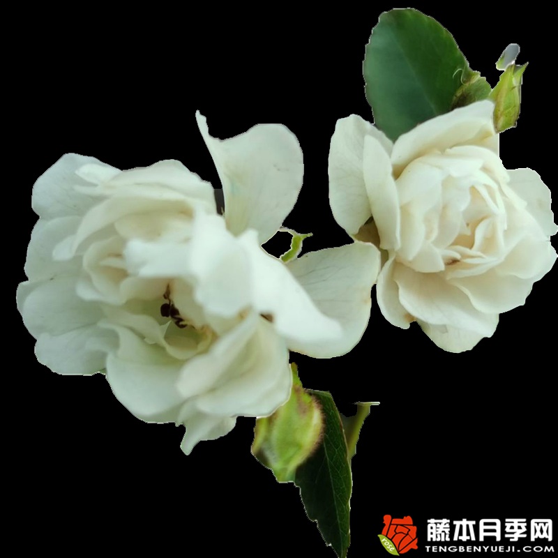 雪莹月季 雪莹月季