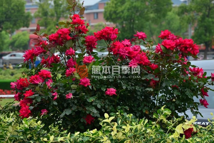红色绝代佳人月季 红色绝代佳人月季