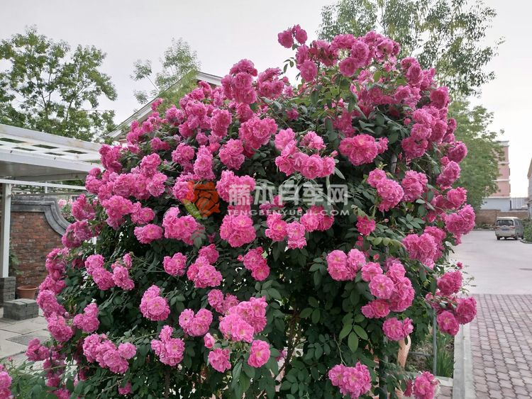 天山霞光月季 天山霞光月季