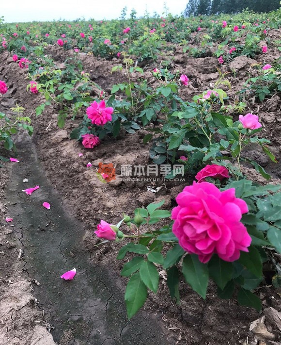天山公主月季 天山公主月季