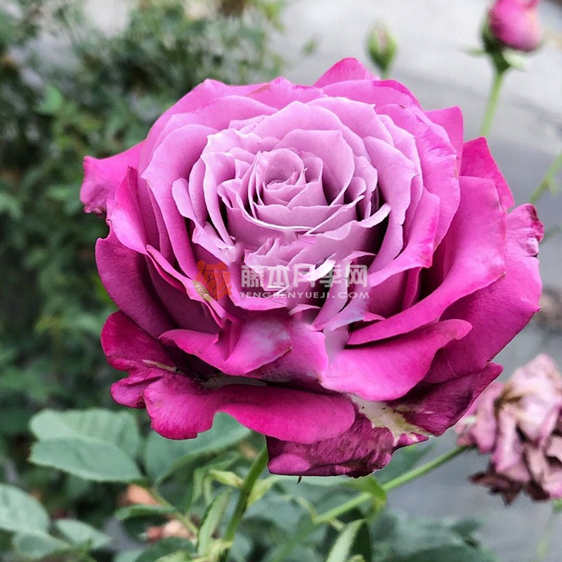 芳香夫人/淑女月季 芳香夫人/淑女月季