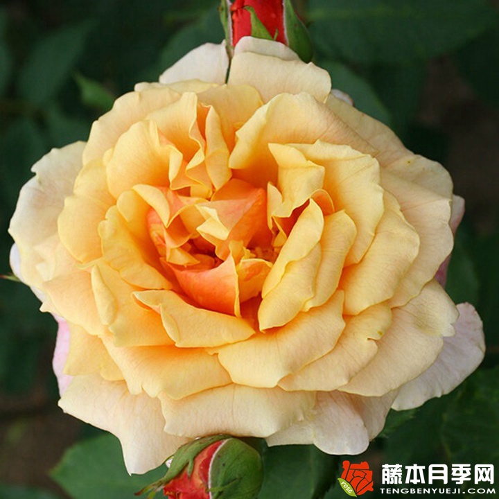 卡梅尔月季 卡梅尔月季