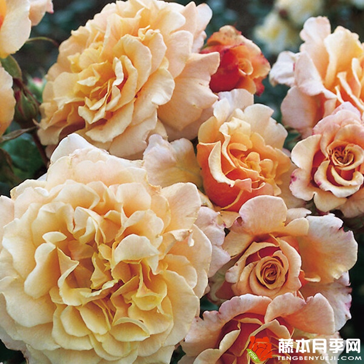 卡梅尔月季 卡梅尔月季
