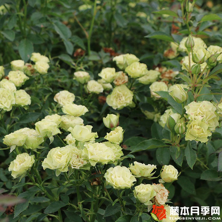 绿色音符月季 绿色音符月季