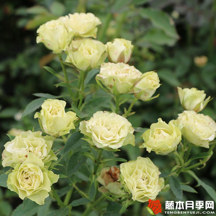 绿色音符 2024年绿色系经典月季品种推荐