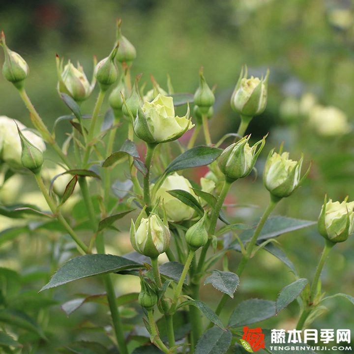 绿色音符月季 绿色音符月季