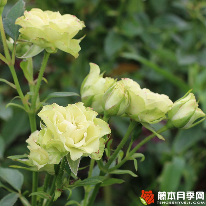 绿色音符月季 绿色音符月季