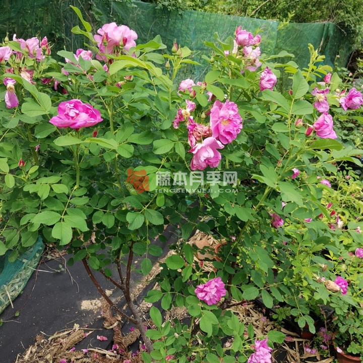 紫枝玫瑰/四季玫瑰 紫枝玫瑰/四季玫瑰
