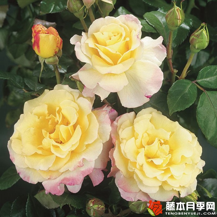 水彩月季 水彩Aquarell