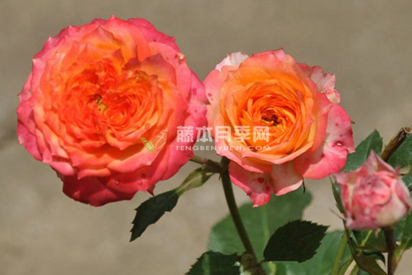 浪漫玫瑰面纱月季 浪漫玫瑰面纱月季