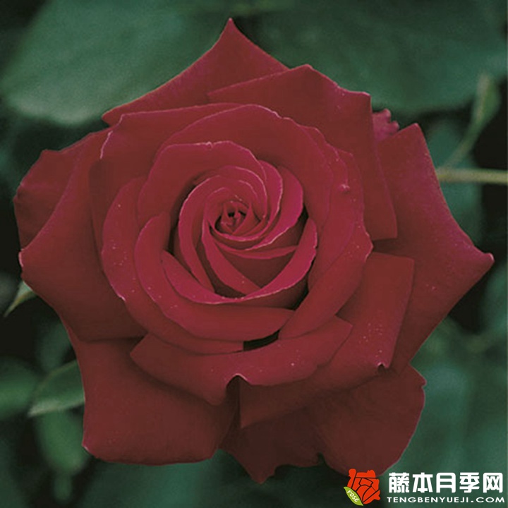 烈火英雄月季 烈火英雄月季