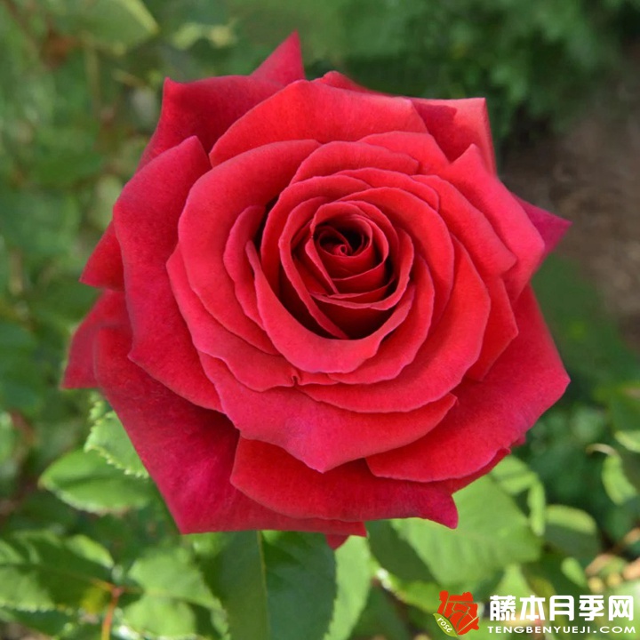 烈火英雄月季 烈火英雄月季