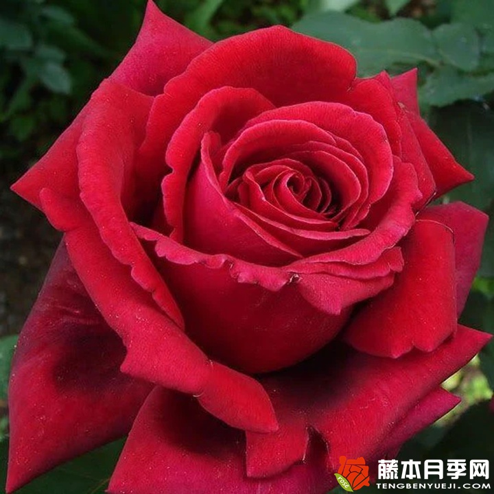 烈火英雄月季 烈火英雄月季