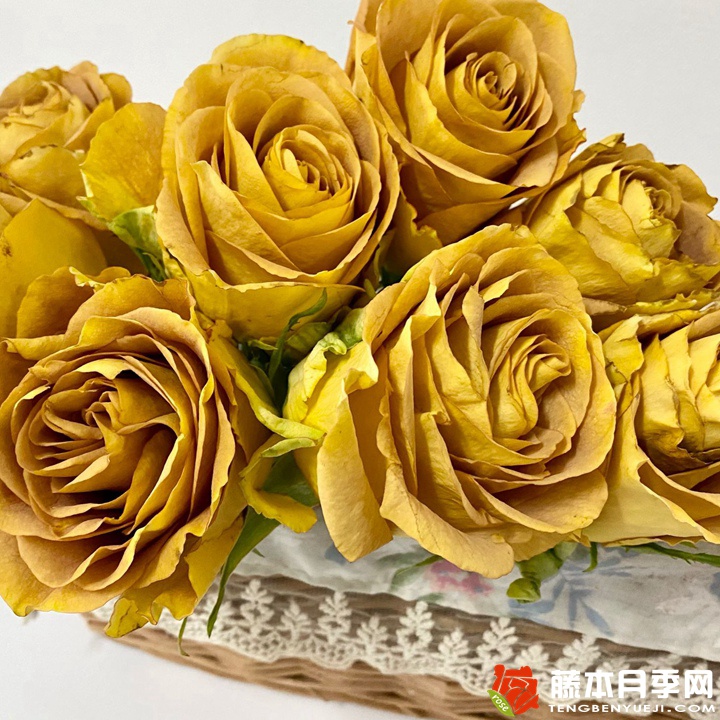 金色之心月季 金色之心月季