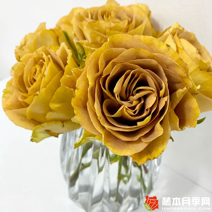 金色之心月季 金色之心月季