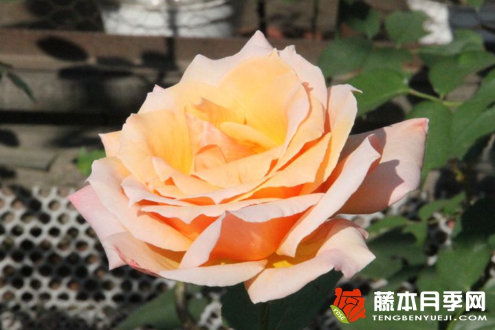 大奖章月季 8款超级大花的月季品种推荐