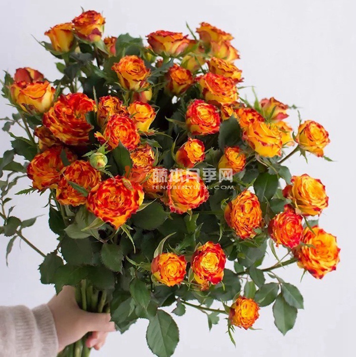 眼线笔泡泡 眼线笔泡泡