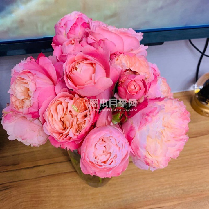 泡芙庄园月季 泡芙庄园月季