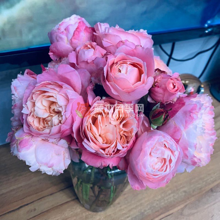 泡芙庄园月季 泡芙庄园月季