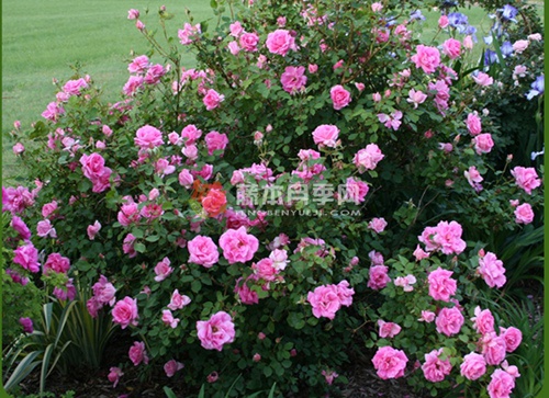 大卫汤普森月季 大卫汤普森月季