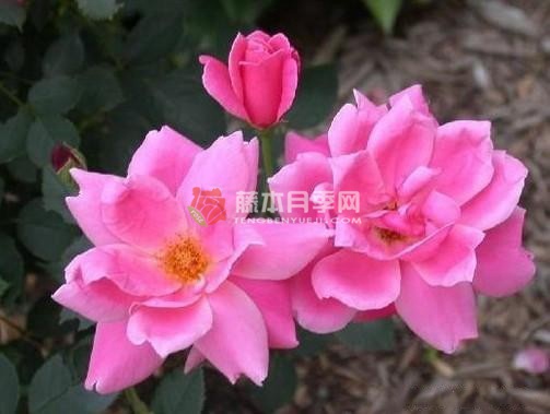 德蒙特威利月季 德蒙特威利月季