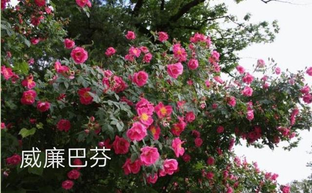 太平洋荣耀月季 太平洋荣耀月季
