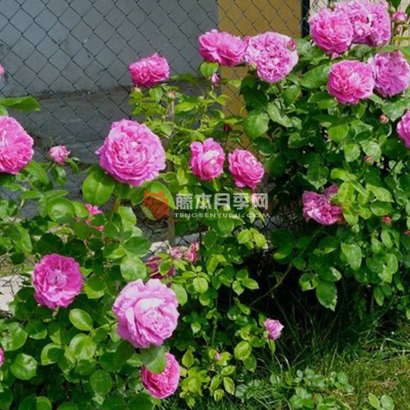 保罗·奈龙 Paul Neyron 8款超级大花的月季品种推荐