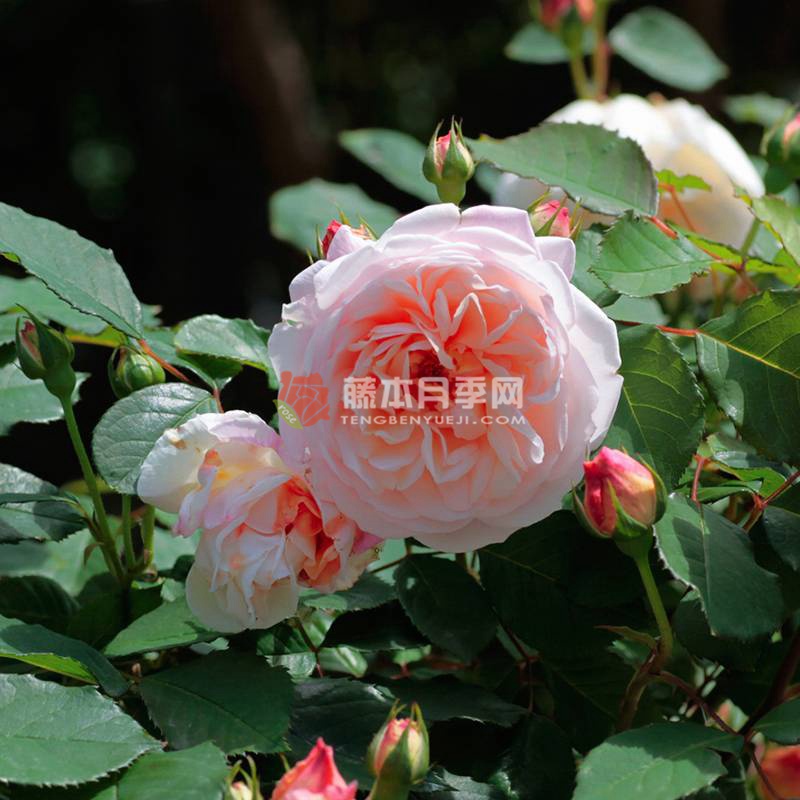 亚琛致意 Gruss an Aachen 亚琛致意 Gruss an Aachen
