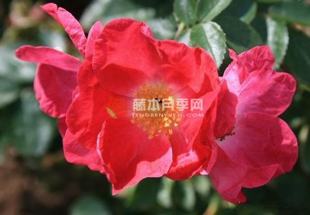 卜维廉月季 卜维廉月季