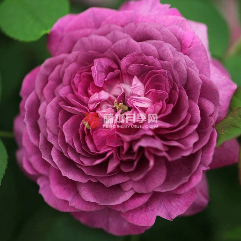 紫罗兰王后 Reine des Violettes 紫罗兰王后 Reine des Violettes