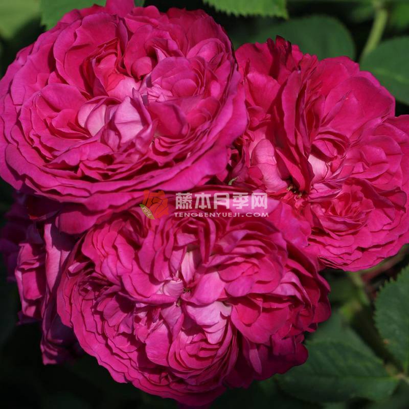 紫罗兰王后 Reine des Violettes 紫罗兰王后 Reine des Violettes