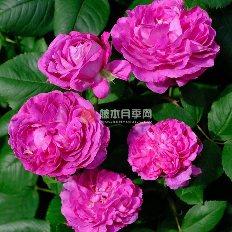 紫罗兰王后 Reine des Violettes 紫罗兰王后 Reine des Violettes