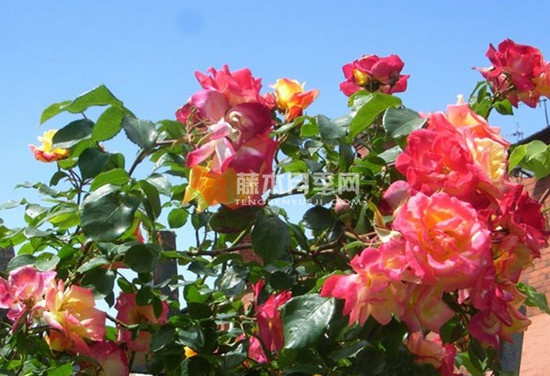 假面舞会月季 假面舞会月季