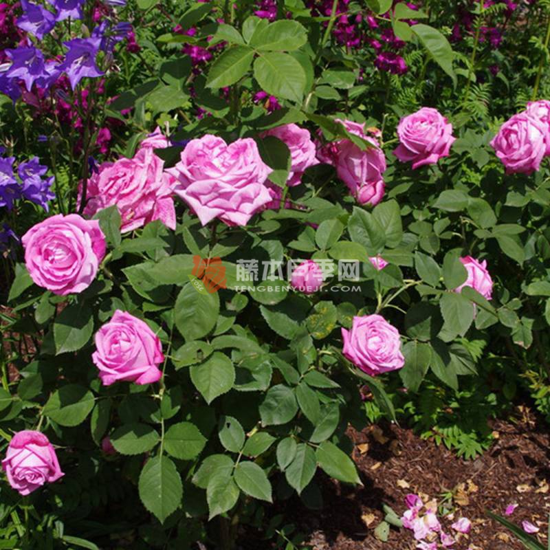 约翰·莱恩夫人Mrs. John Laing 约翰·莱恩夫人Mrs. John Laing
