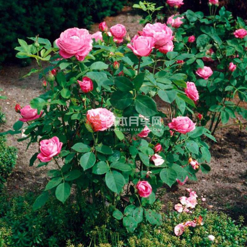 约翰·莱恩夫人Mrs. John Laing 约翰·莱恩夫人Mrs. John Laing