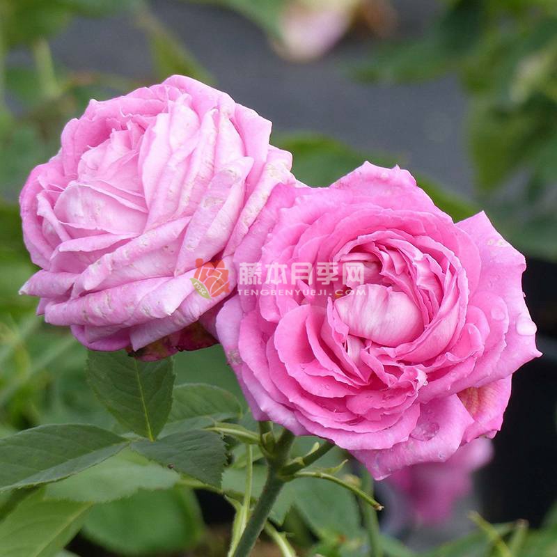 约翰·莱恩夫人Mrs. John Laing 约翰·莱恩夫人Mrs. John Laing
