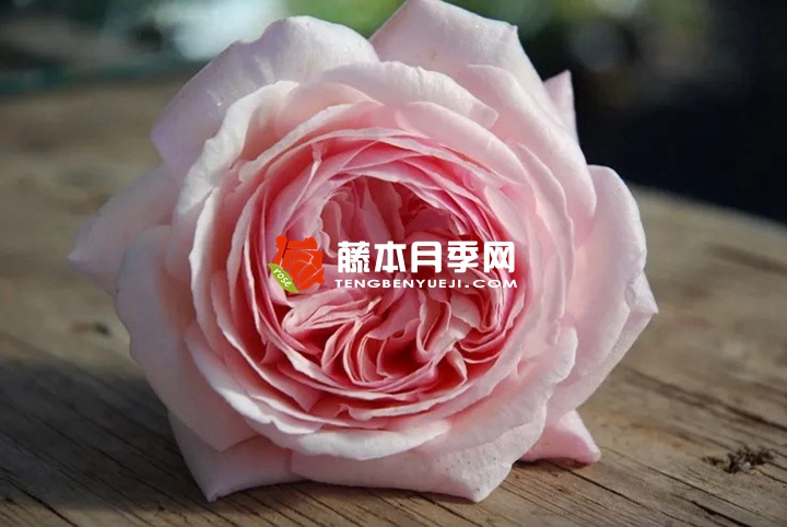 罗莎琳达Rosalind 罗莎琳达Rosalind